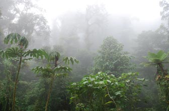 Monteverde Cloud Forest in the clouds